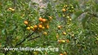 Apples at Gangotri