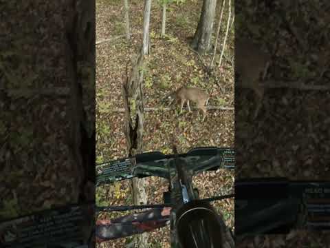 Dad’s first buck with a crossbow