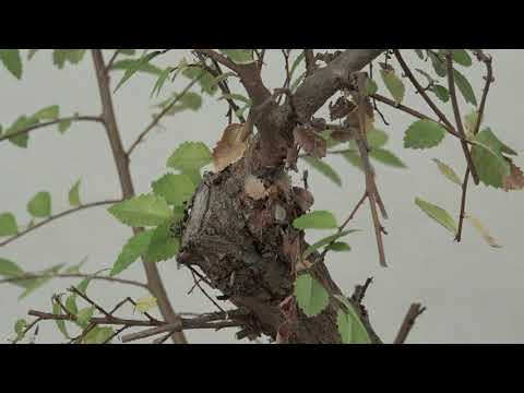 CART FULL OF CHINESE ELMS FALL 2020