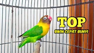 Download lagu Lovebird Gacor Ngekek Panjang TOP Bikin Cepat BUNYI, PUTAR SAJA Lovebird manapun PASTI NYAUT mp3