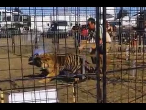 Tiger Attacks, Drags Trainer [GRAPHIC VIDEO]