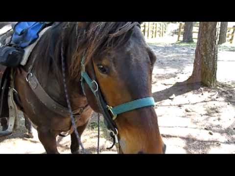 Horse Camp Ride with Shrek and Snickers