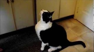 Crazy fat cat wants his wet food!