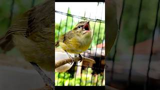 Download lagu pare pare gacor #birds #kicaumonster #parepare mp3