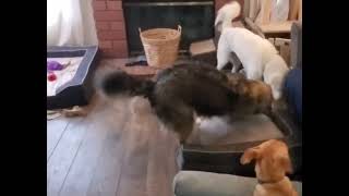Video preview image #1 Labsky Puppy For Sale in Temecula, CA, USA