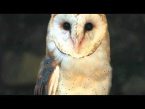 canzone del barbagian- SAMUELE CREPALDI DJ PRODUCER & DELY. B.