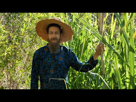 Super Abundant Three year old sub-tropical Food-Forest  -How to Restore Ecosystems by producing food