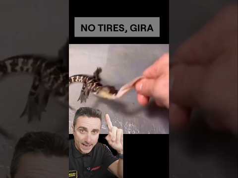 No tires , gira.#supervivencia #curiosidades #sabíasque