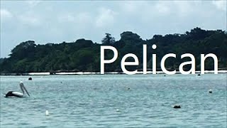 preview picture of video 'PELICAN ペリカン　Kei kecil island Maluku Indonesia'