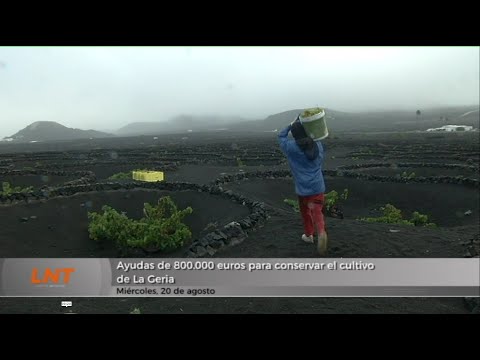 Ayudas de 800.000 euros para conservar el cultivo de La Geria
