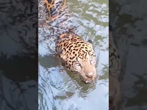 Onça pintada é resgata em Juscimeira  Mato grosso  dentro de um canal  em uma usina elétrica ,