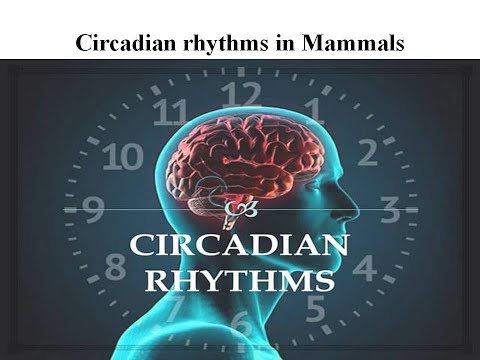 Circadian rhythms in mammals #science #chrono #chronobiology #mammals #human #per #time #morden