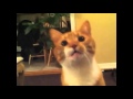 Youtube Haiku Cat Compilation