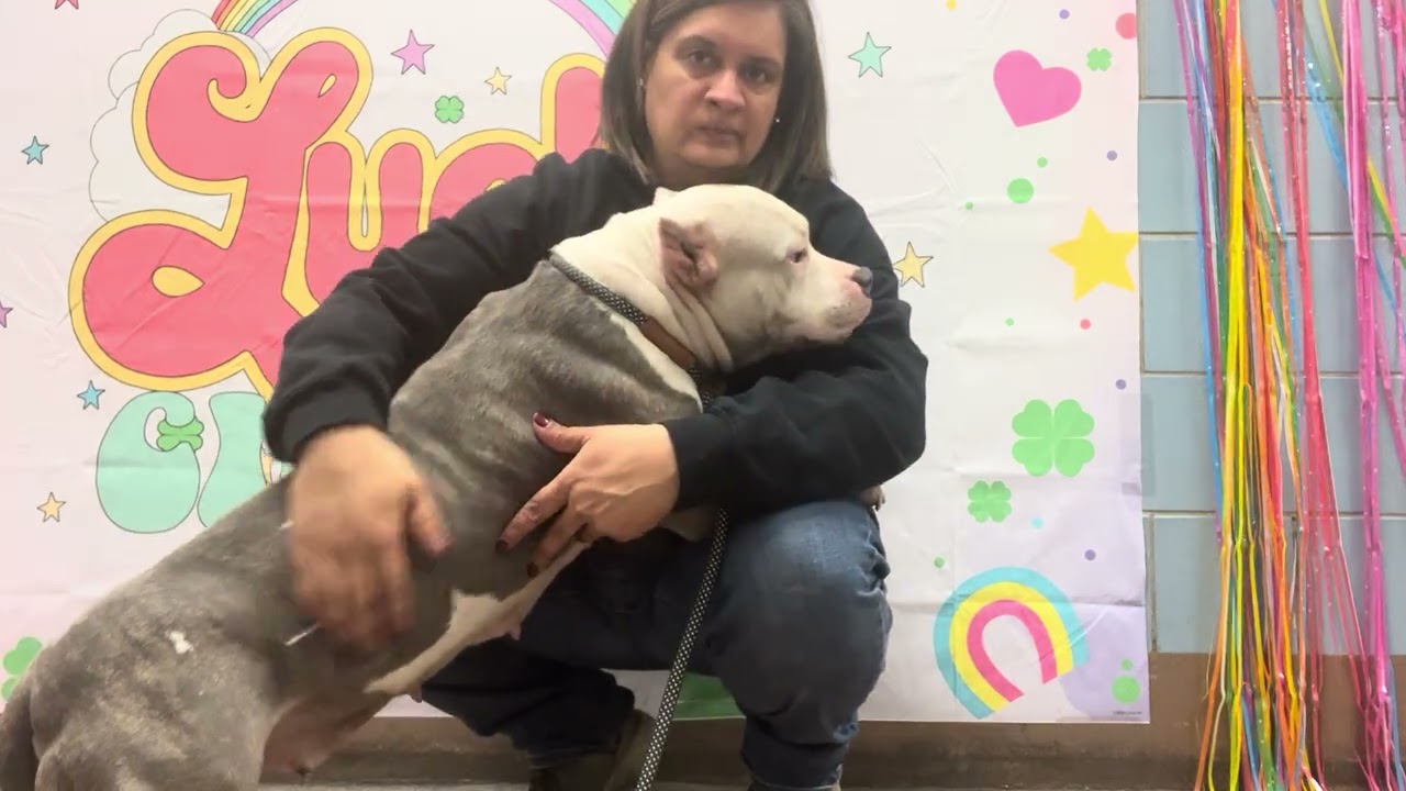 Inez, an adopted Pit Bull Terrier in Chicago, IL video 5/5