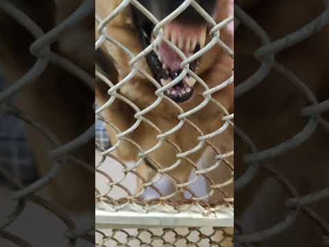 Fetch and More Universal Training video.