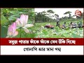 পদ্ম ফুলের নয়নাভিরাম দৃশ্যের দেখা মিলছে গোপালগঞ্জের বলাকউড় বিলে | Poddo Ful | Gopalganj News