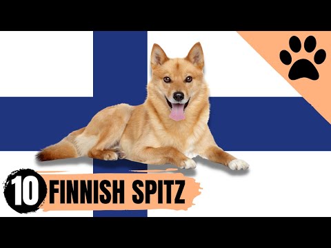 Finnish Spitz - Top 10 Facts