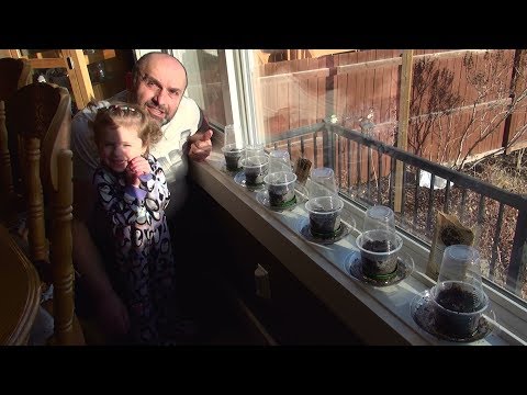 download lagu mp3 mp4 Urtica Dioica Seeds, download lagu Urtica Dioica Seeds gratis, unduh video klip Urtica Dioica Seeds