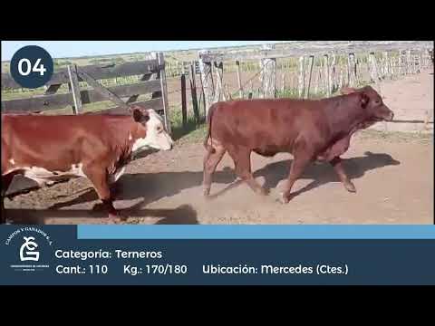 Lote Machos - Mercedes Corrientes
