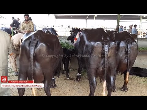 download lagu mp3 mp4 Beefalo Prices, download lagu Beefalo Prices gratis, unduh video klip Beefalo Prices