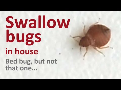 Swallow bugs in house: bed bugs, that come from martins nests and do not breed in flats