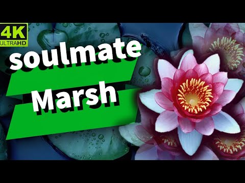 Adventures in the Serenity of Niloufar Babol Swamp,niloufar marsh