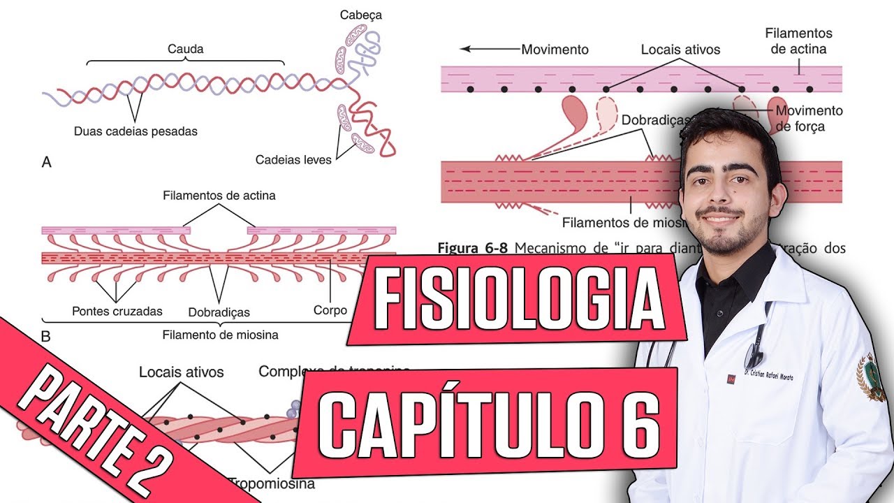 Fisiologia - Contração do Músculo Esquelético (Capítulo 6) PARTE 2 │ Guyton