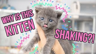 Why Do Kittens TREMBLE Is it normal!