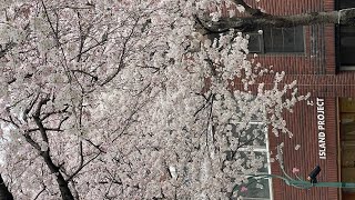 【Vlog🇰🇷】済州島🏝️在住日本人の日常🍊ep.1 | 済州島で過ごす初めての春