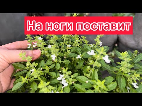 Один лист уничтожает диабет, давление, борется с депрессией и бессонницей.. Знаете ли вы это..