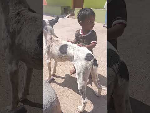 ##dog loving kid ###