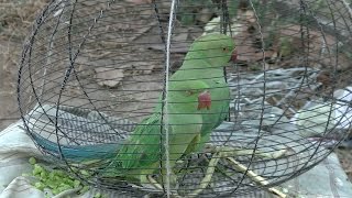 A Parrot and Human Fate – India