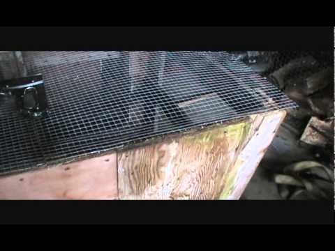 Pigeon Breeding Cages Quick Wire Trimmming Technique