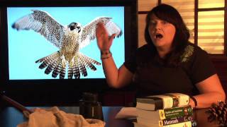 Animal Habitats : Where Does the American Peregrine Falcon Live?