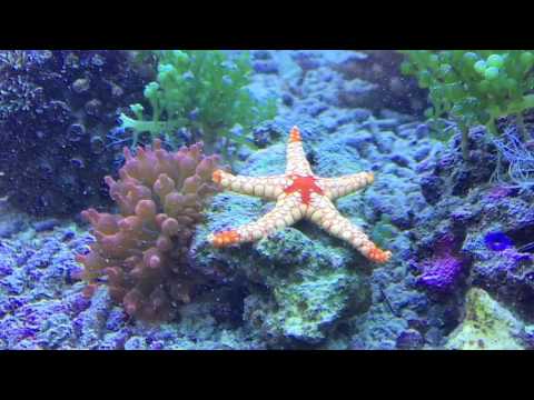 Aqua Tropica - Ghardaqa Seestern