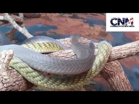 Black Mamba and Green Mamba Snakes together in 4K UHD