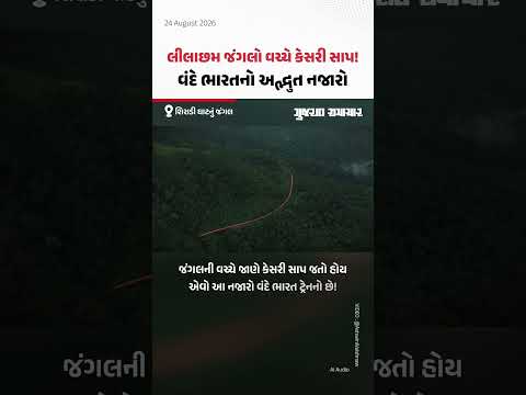 જંગલની વચ્ચે જાણે કેસરી સાપ જતો હોય એવો વંદે ભારત ટ્રેનનો સુંદર વીડિયો! | Gujarat Samachar જંગલની વચ્ચે જાણે કેસરી સાપ જતો હોય એવો વંદે ભારત ટ્રેનનો સુંદર વીડિયો! | Gujarat Samachar