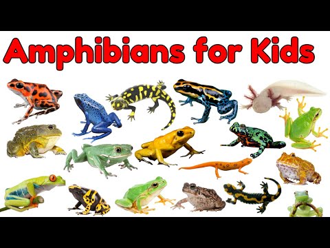 Amphibians Vocabulary for Kids | Types of Amphibians for Kids | Amphibians Names and Facts for Kids