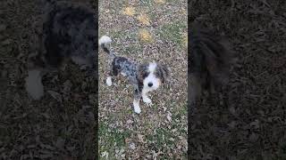 Video preview image #1 Bernese Mountain Dog-Poodle (Miniature) Mix Puppy For Sale in Cookeville, TN, USA