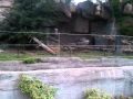 Lion At Detroit Zoo