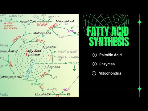 PALMITIC ACID Biosynthesis [Fatty acid] 2023 BioChemistry