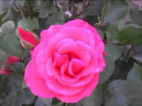 Carobna Noc -  A ja taka dieocka (Cingi Lingi)