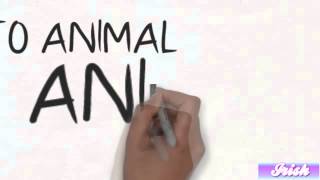 The Relay Company - Animal