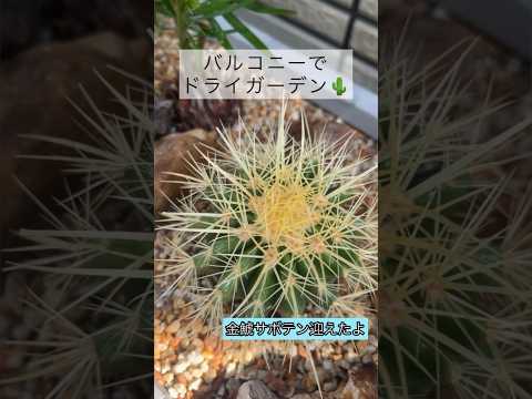 jardin-sec-plantes-Delosperma-Red-Mountain