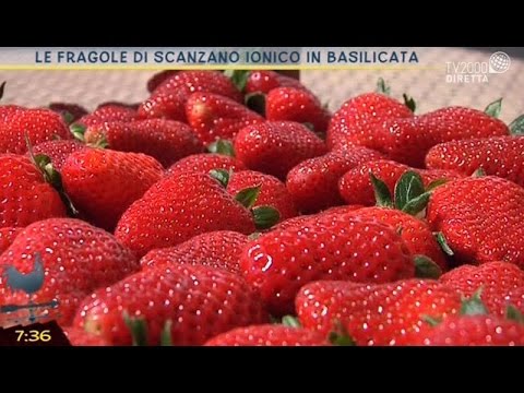 Le fragole di Scanzano Ionico in Basilicata