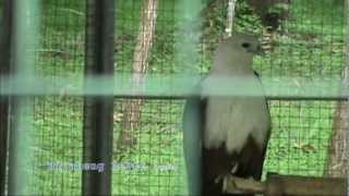 preview picture of video 'Birds at Maasin City Zoo'