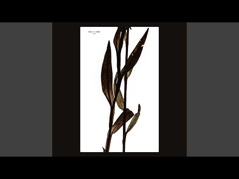 Sayago - en sådan glidende lyd