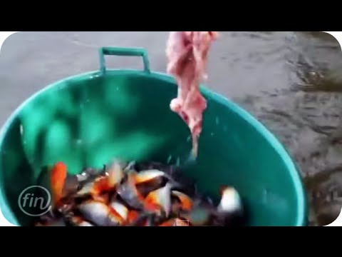 ปลาปิรันย่า