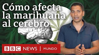 Qué impacto tiene el consumo de marihuana en la memoria, el aprendizaje e incluso las emociones