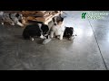 Australian Shepherd dogs for sale: Jace  - Video 1